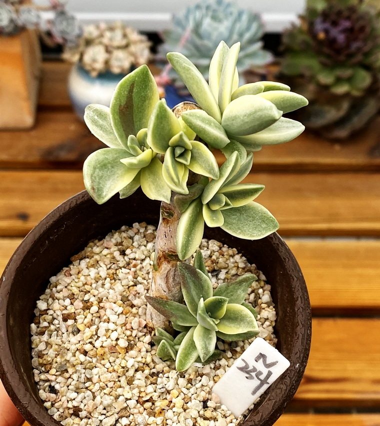 植物粉黛多肉带锦肉肉过头9cm一物一拍新手多肉植物