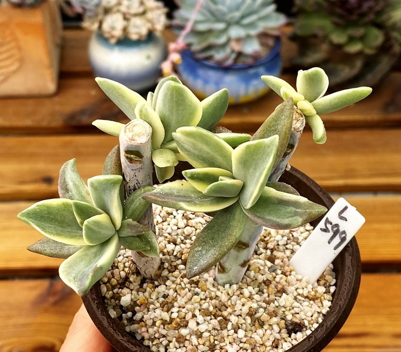 植物粉黛多肉带锦肉肉过头9cm一物一拍新手多肉植物