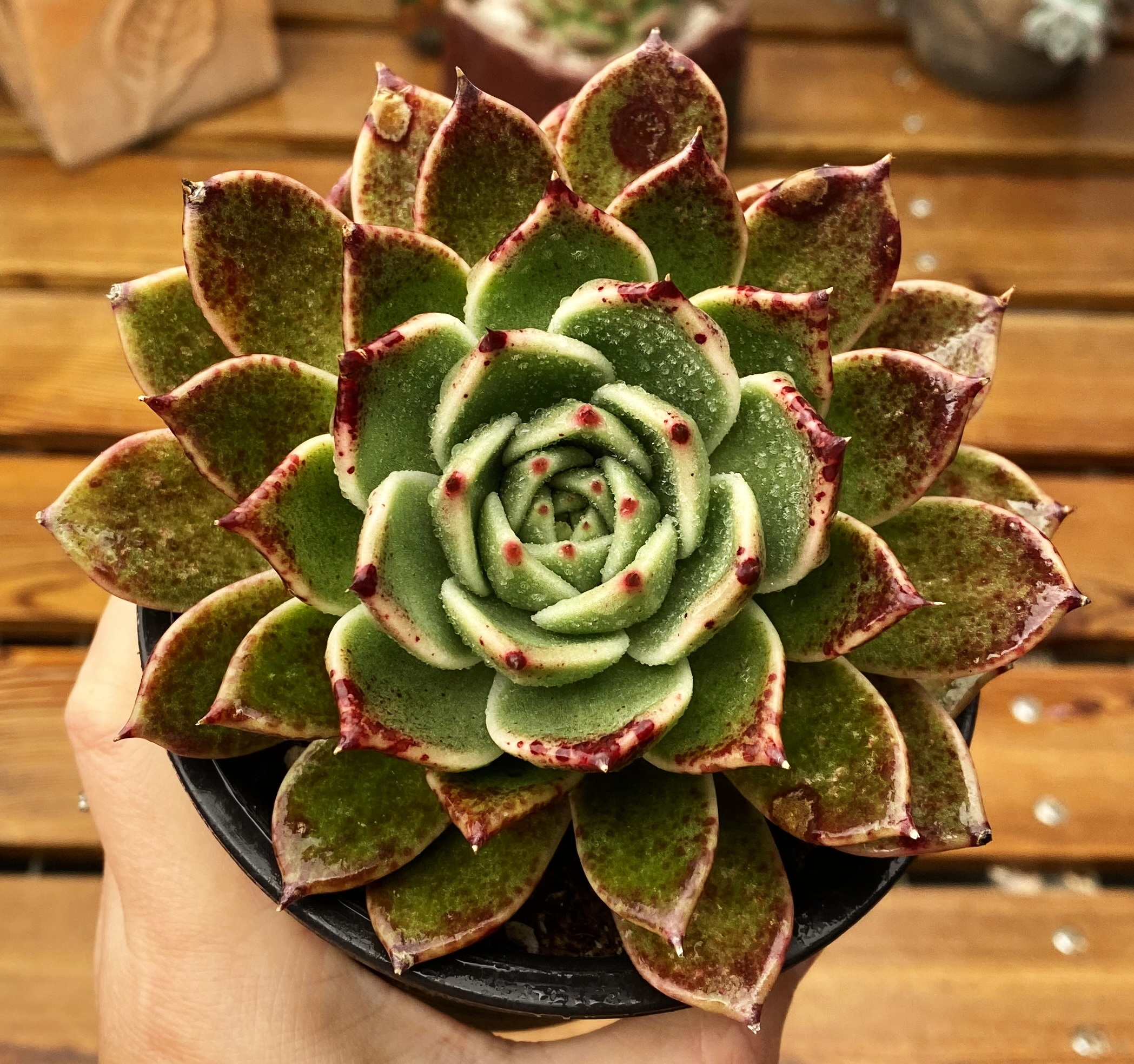 多肉植物万圣夜圣夜厘米有根随机肉肉盆栽多肉植物