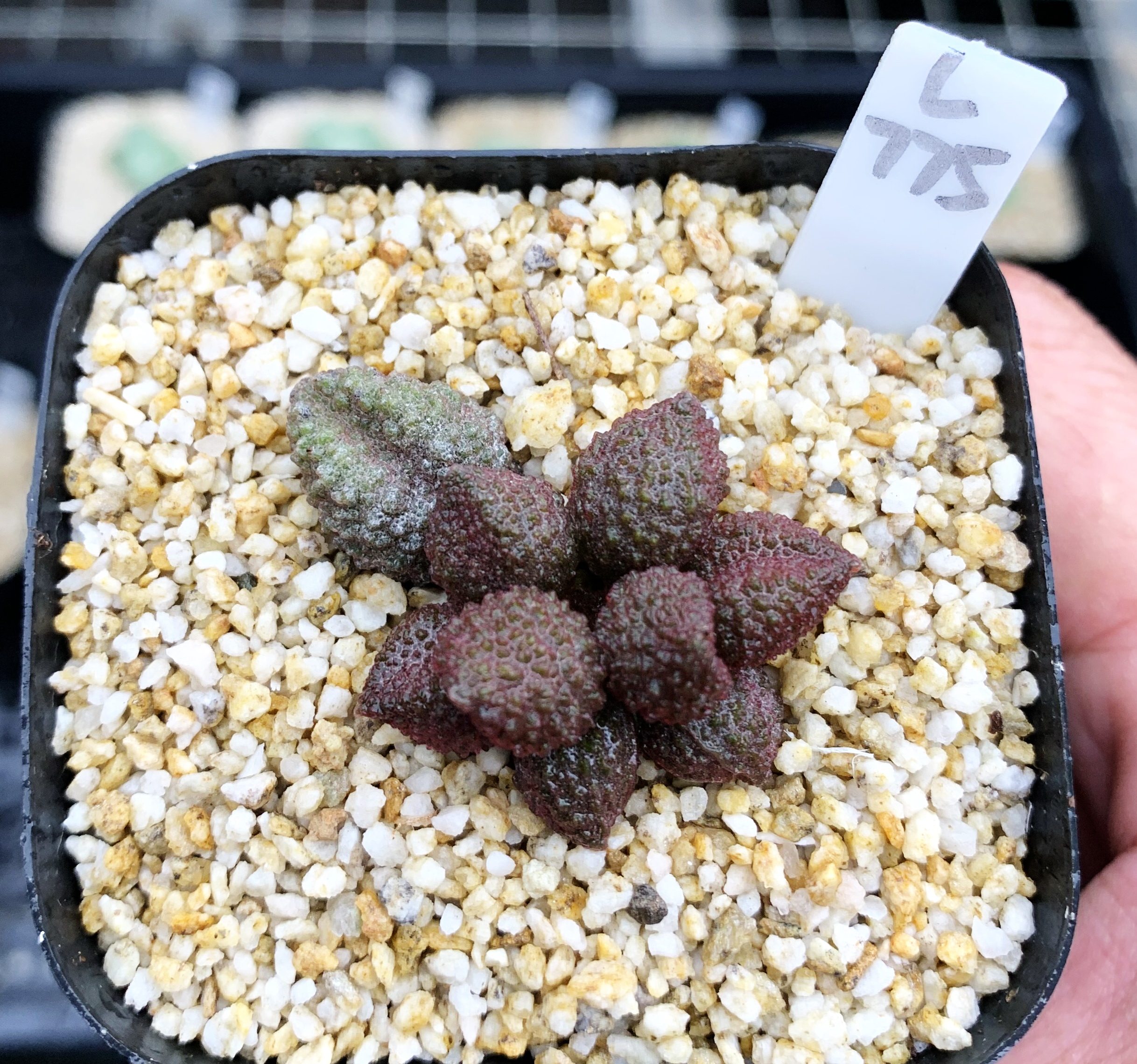 多肉植物荔枝水泡厘米有根一物一拍四季肉肉多肉植物