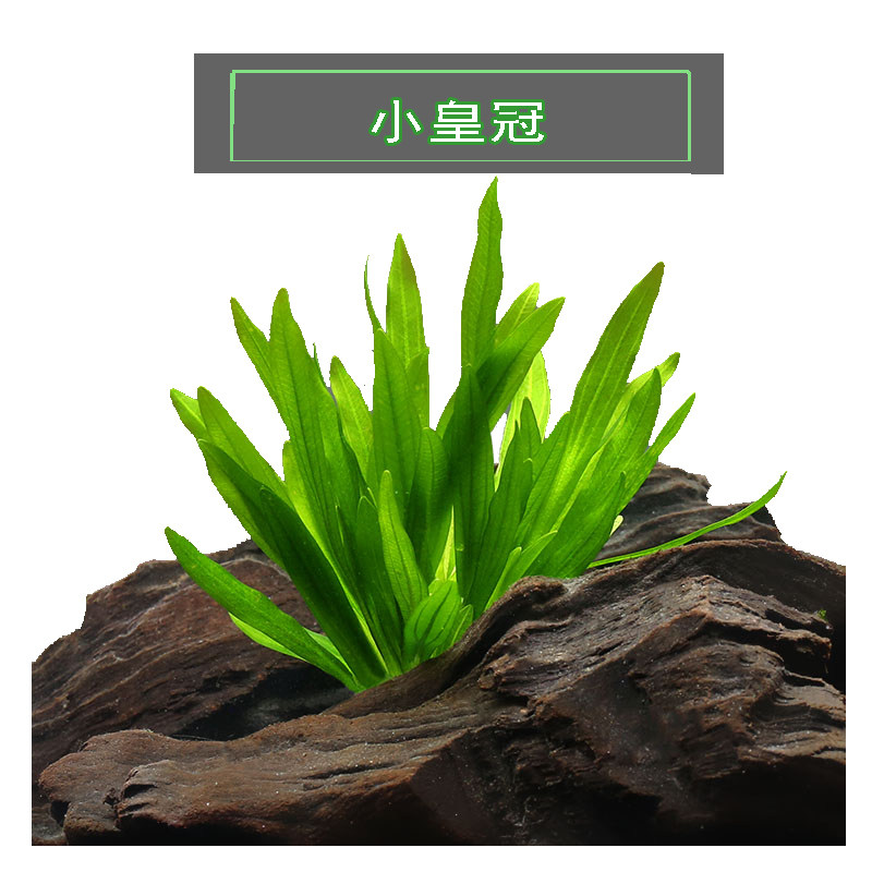 水草皇冠草龙鞭草气泡王纽兰纽兰阴性无需co2水草