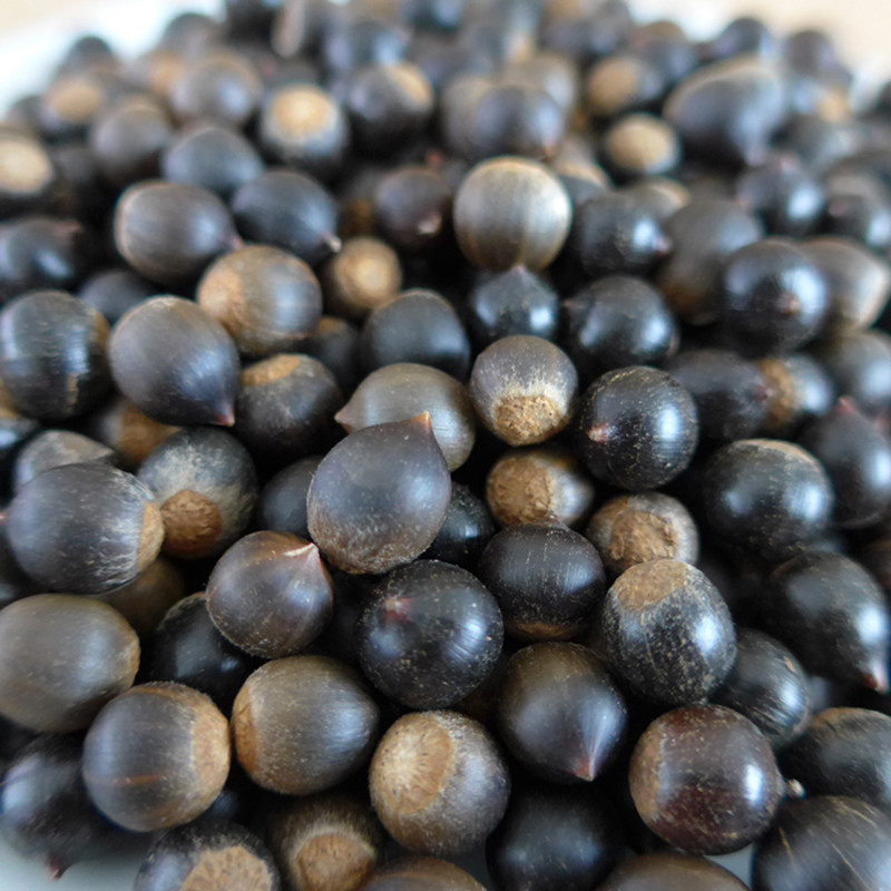 2021江西农家野生新鲜摘板野生小米锥尖栗子米园圆子现货500g
