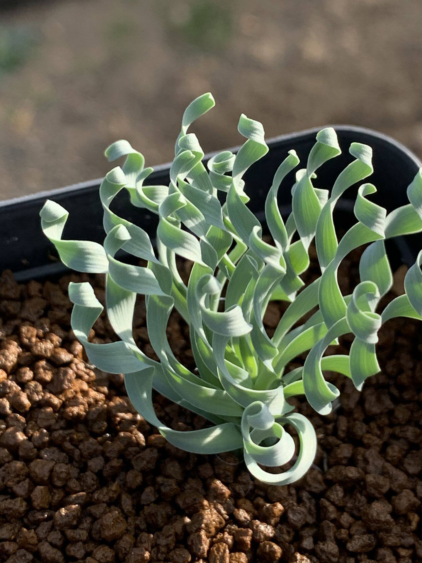 多肉星空花园植物球根贵妇弹簧大棵多肉植物