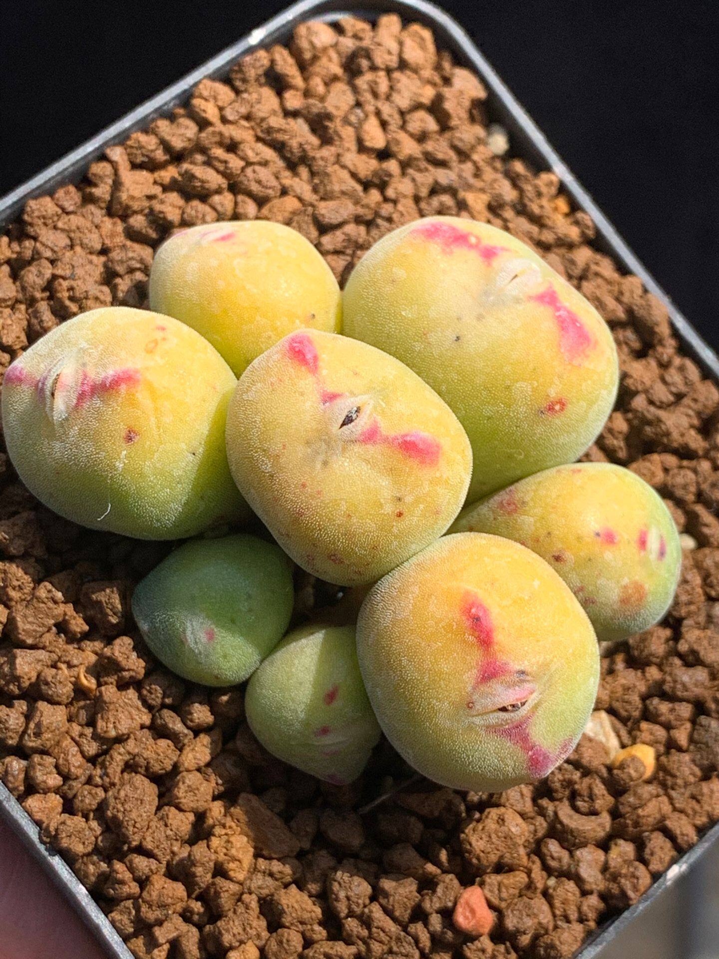 星空花园多肉植物番杏科口笛精品毛口笛群生一物多肉植物