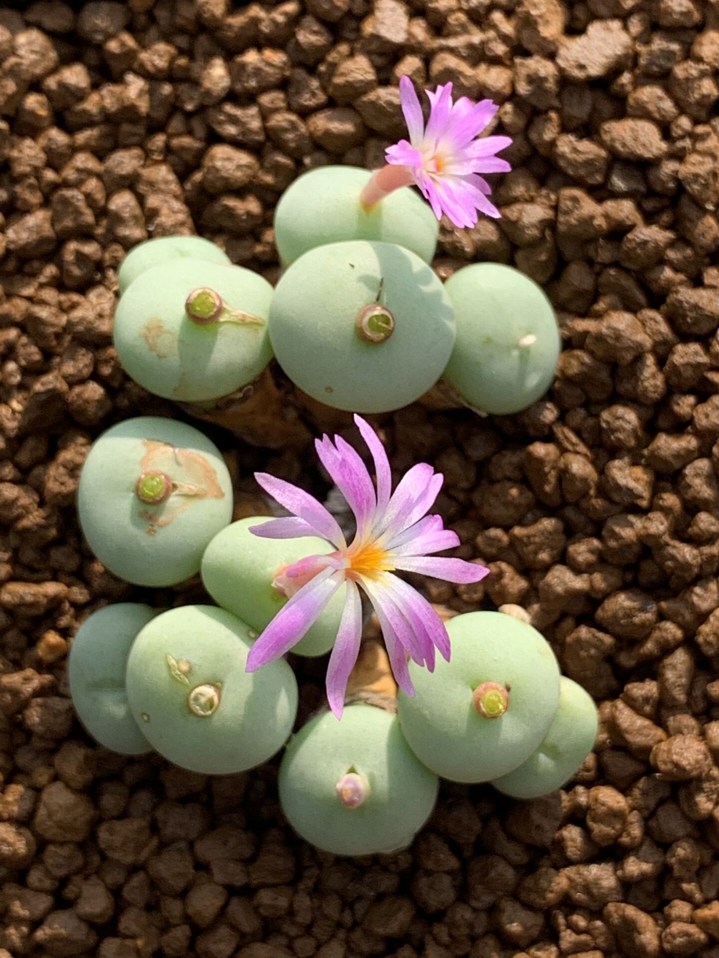 多肉星空花园植物番杏科碧玉群生超美一物一拍多肉植物