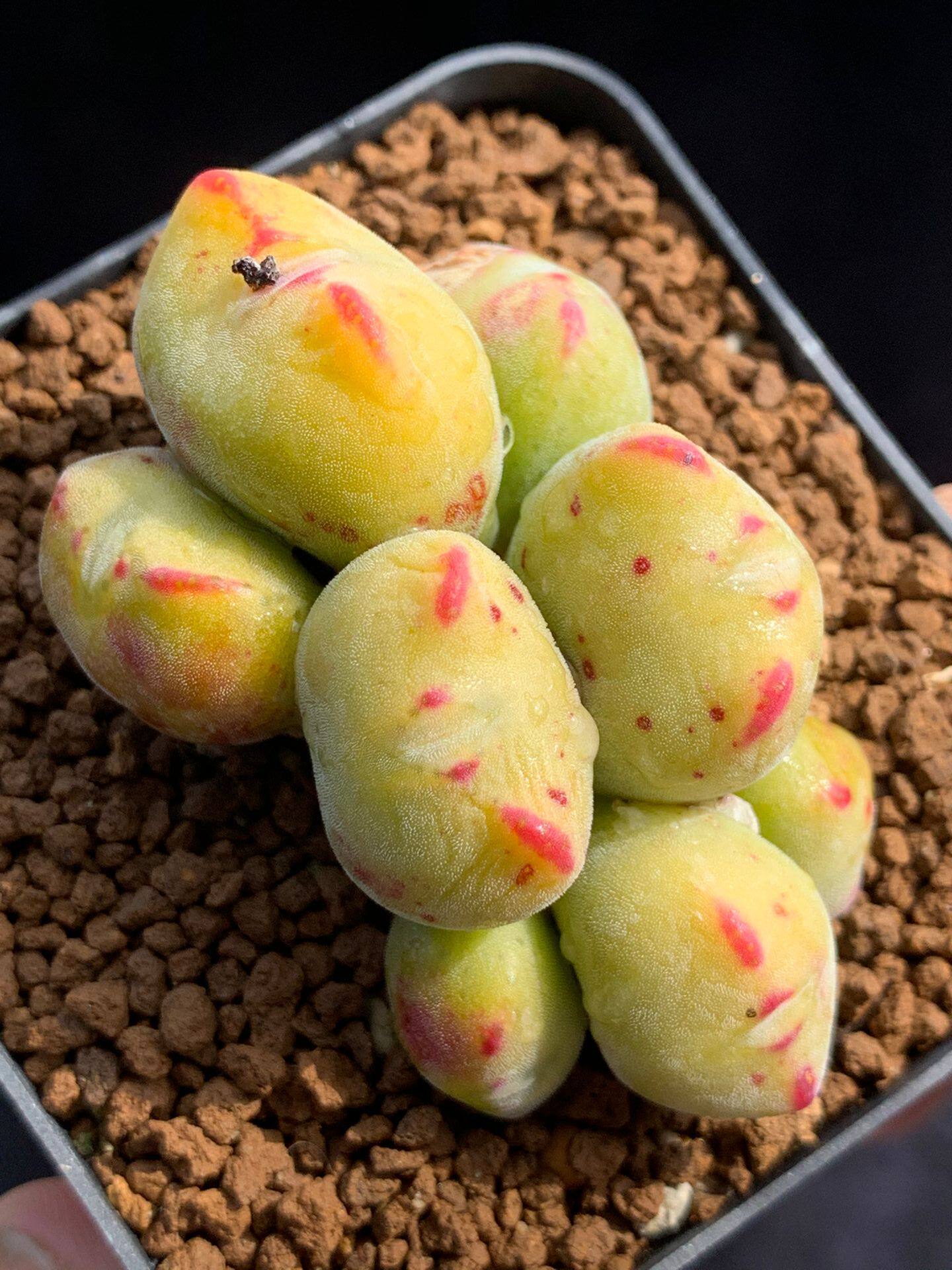 星空花园多肉植物番杏科口笛精品毛口笛群生一物多肉植物