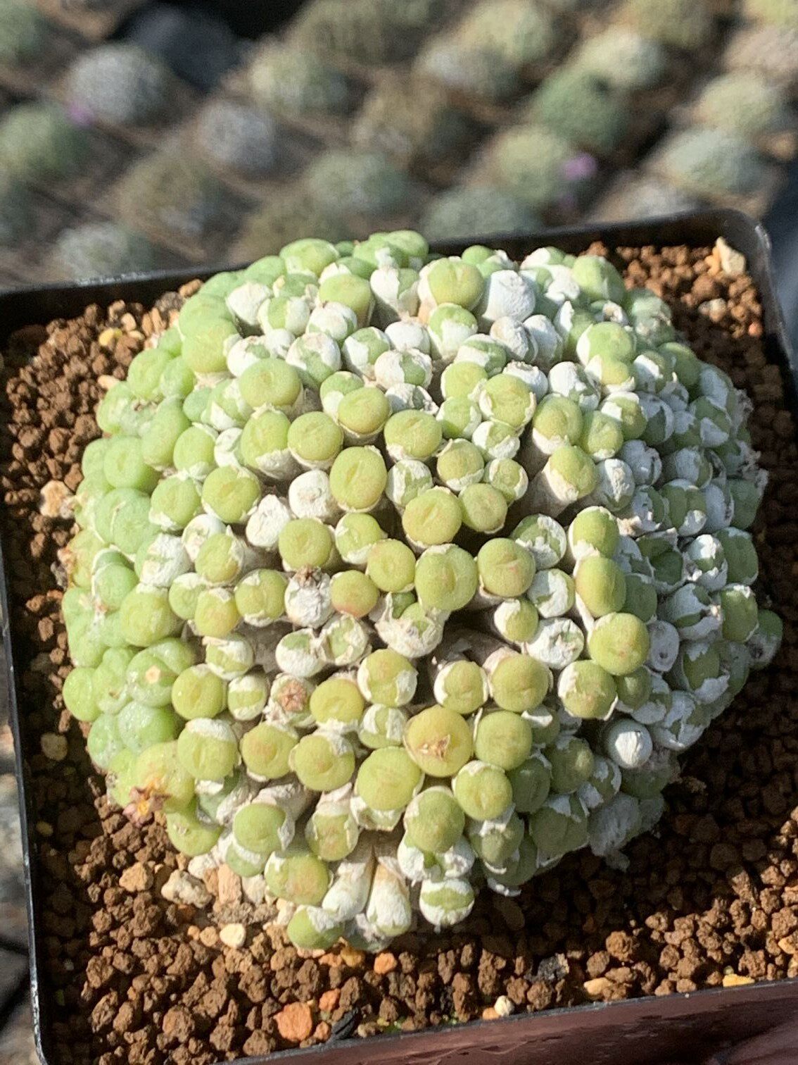 多肉星空花园植物番杏科原产地肉锥超级大群群生多肉植物