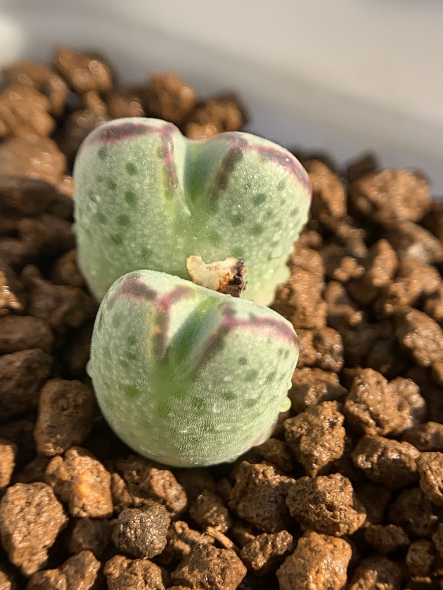 多肉星空花园植物番杏科斑马母本cmarginatum超美一物多肉植物