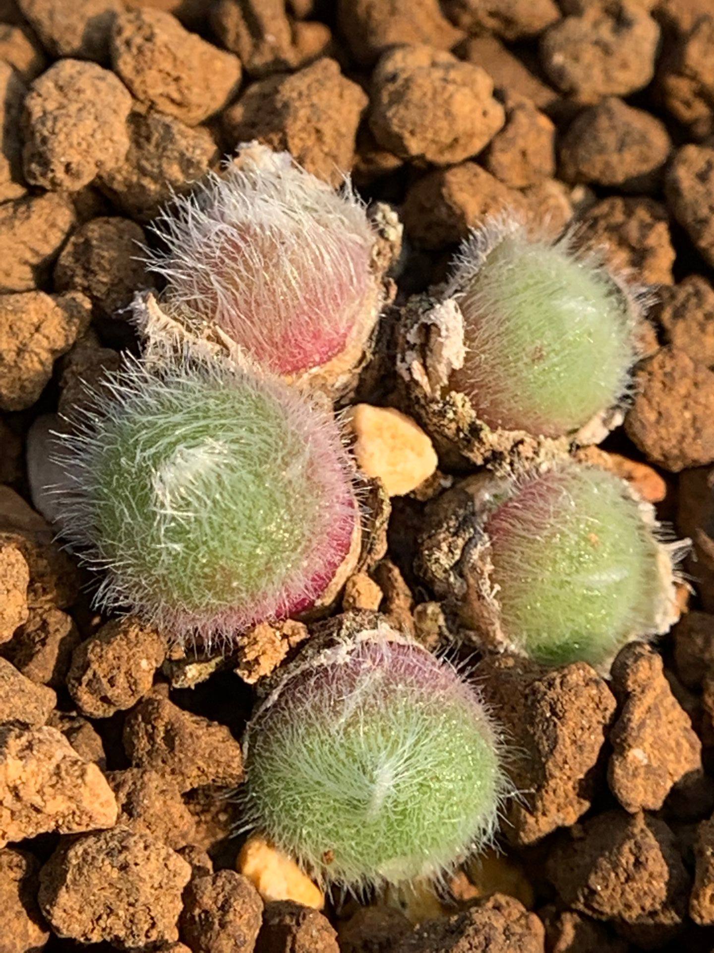 多肉星空花园植物番杏科史蒂芬毛球母本超美一物多肉植物