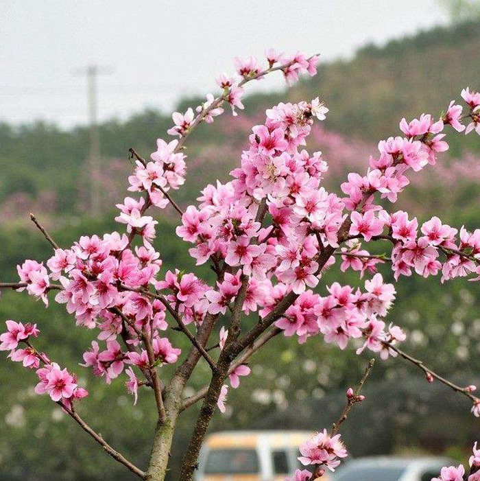 桃树树苗园林绿化苗木庭院盆栽植物花卉桃花毛桃行道树