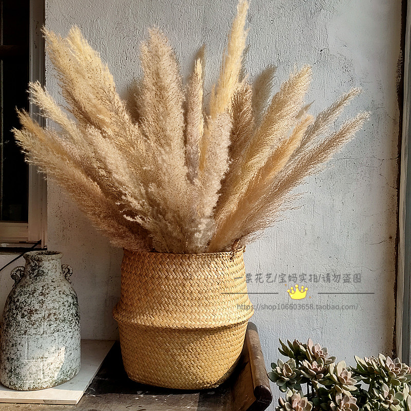 干花新品大把杂色芦苇蒲苇落地装饰橱窗摆件干花