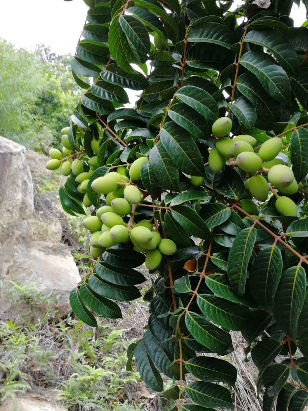橄榄广东苗黑果苗果树树苗嫁接三捻带土带叶果树