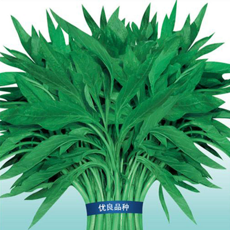 苋菜柳叶蔬菜种植易种植四季种子春秋秋冬白苋家庭园艺种子