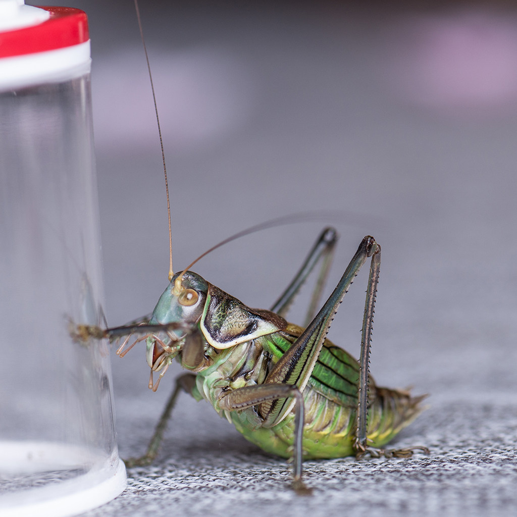 包邮 活体冬蝈蝈平谷黑铁皮 翠绿蝈蝈新脱蝈蝈包运输风险分房养殖
