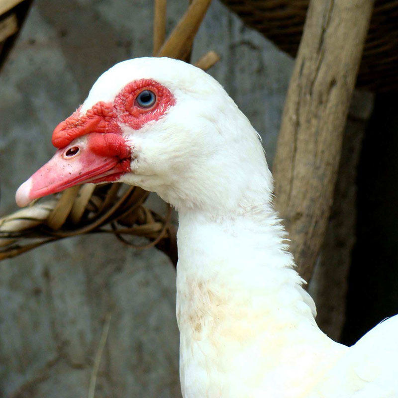 安徽特产农家腌制咸豚风干咸滕鸭土洋鸭红脸腌肉