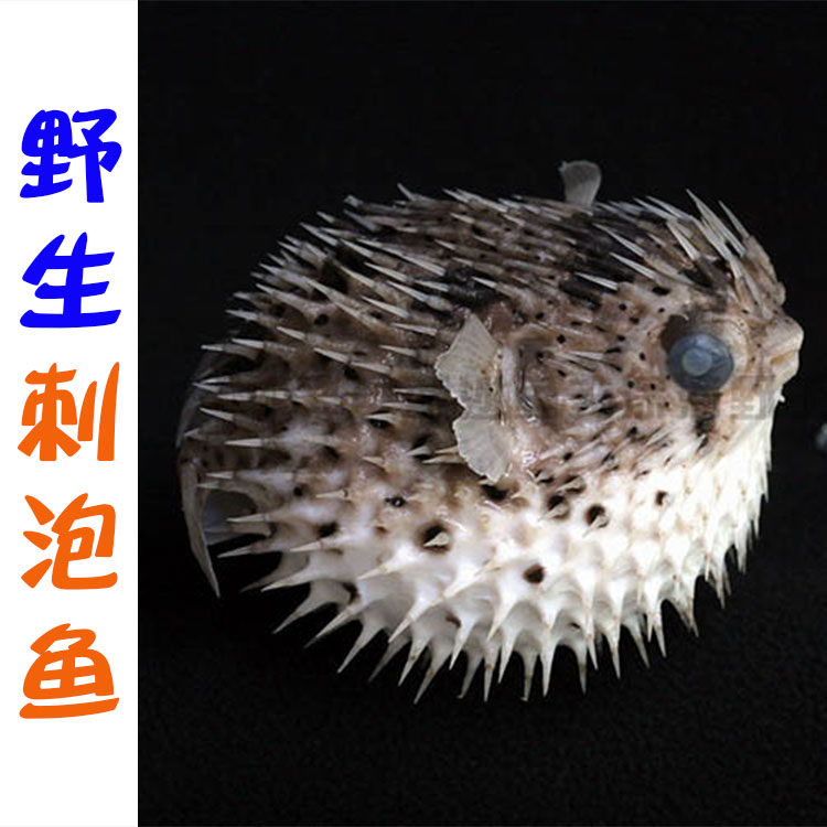 鱼刺西沙沙鱼深海野生刺豚刺鱼特色送礼海鲜其它