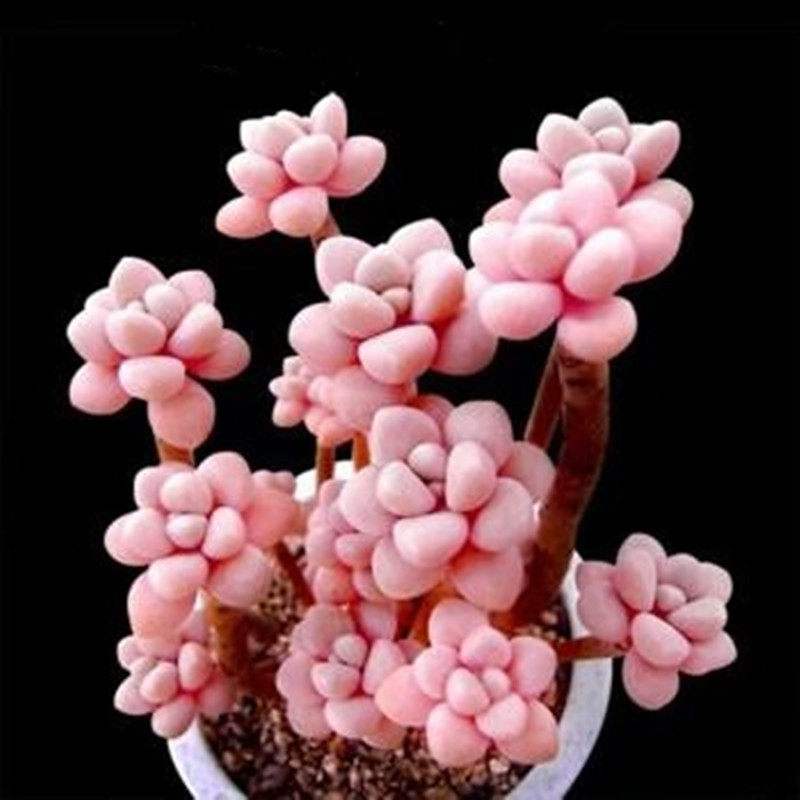 爱伦小老桩多肉植物稀有品种盆栽绿植花卉办公室多肉植物