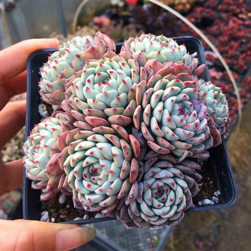 白姬莲大盆满额包邮多植物趣味精品肉肉盆栽绿植多肉植物
