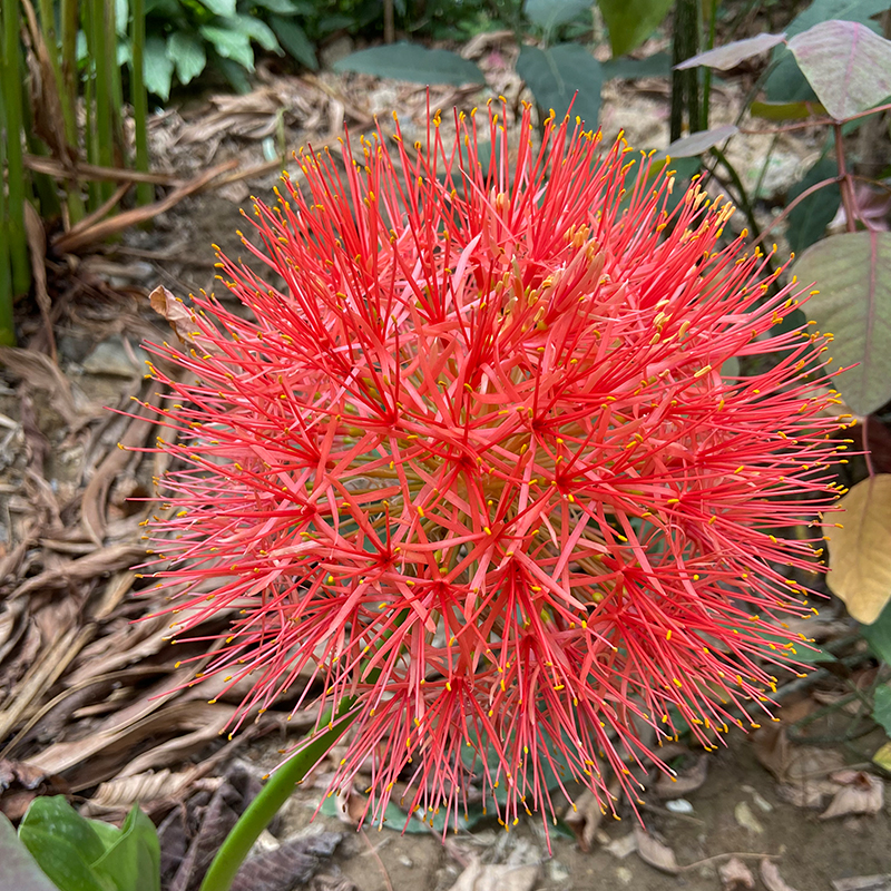 网球花的种植图片