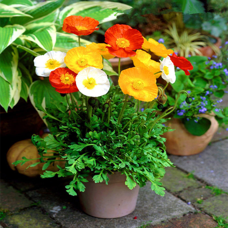 冰岛虞美人花种子春秋播花种子耐寒耐阴景观花海种籽四季种易活
