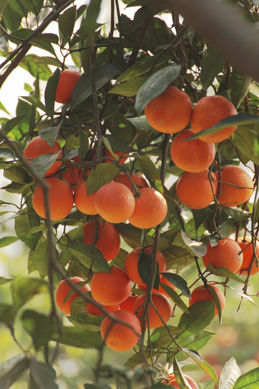 重庆长寿湖特产血脐当季现摘橙子20斤礼盒盒装橙