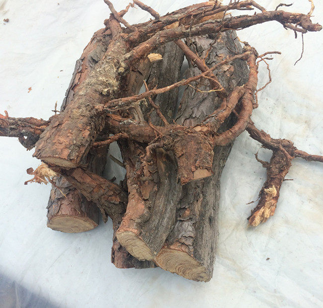 东北长白山野生马尾松树皮红松树皮【马尾松内散装称重销售