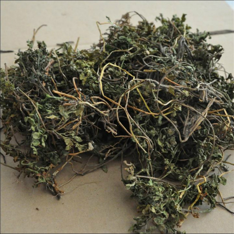 中药材野生小春春花一朵云破天天云阴地独立金鸡其他药食同源食品