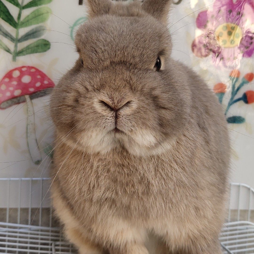 侏儒宠物垂耳兔小白兔血统兔单血双进口兔