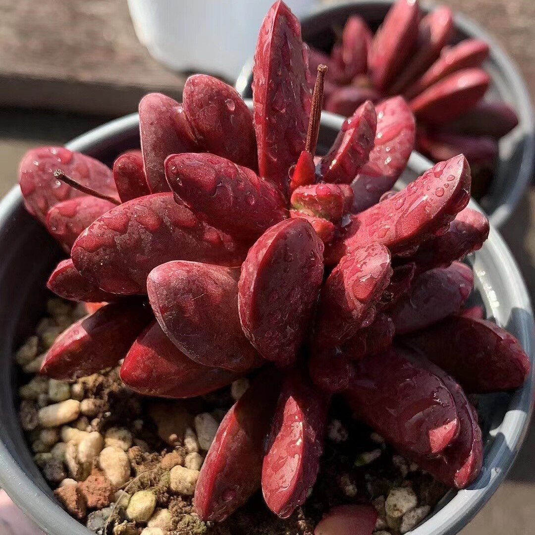 克拉易爆品种货品稀有新品萌肉拉夫色系红色多肉植物