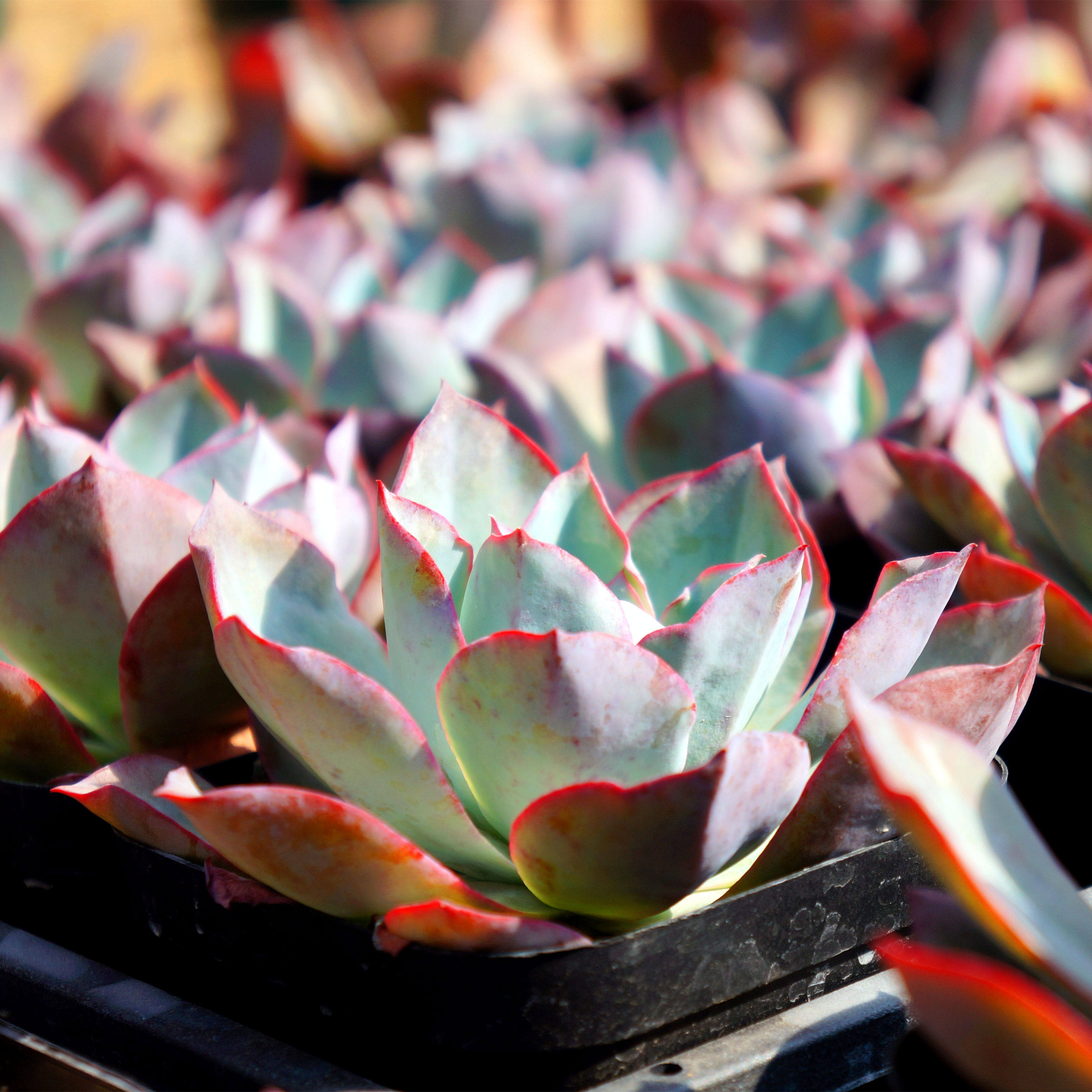 植物盆栽蓝光广寒晚霞多肉大单头萌肉花卉三仙多肉植物