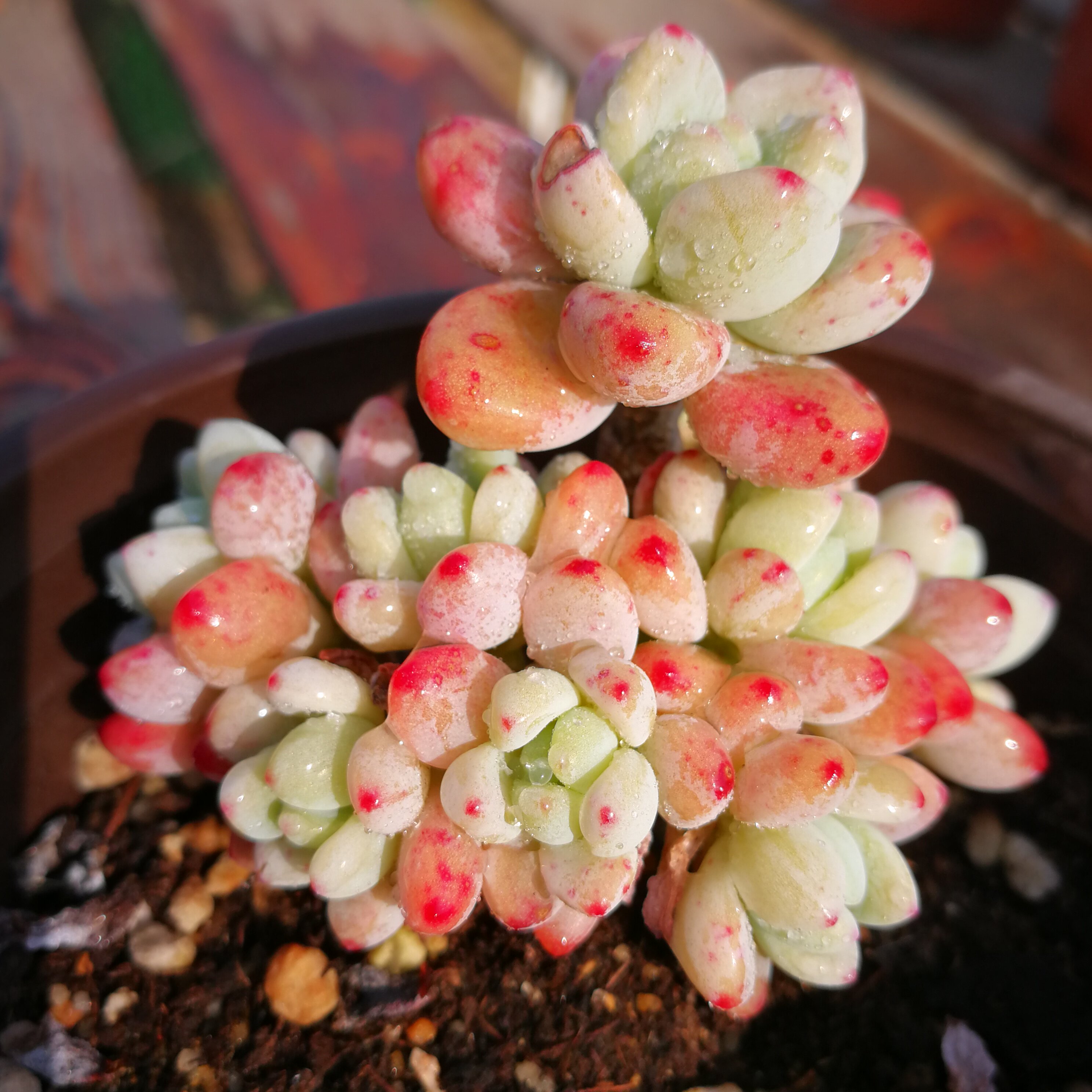 多肉植物劳尔大老群生罗绮有香味新手好养花卉多肉植物