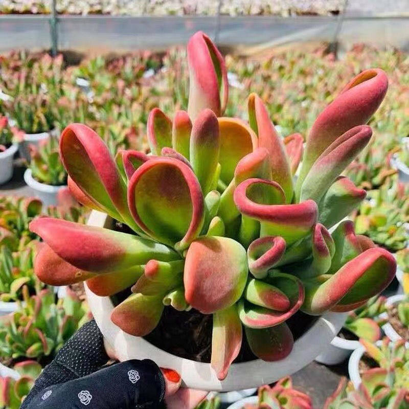 有多稀有火狐狸多肉植物新品货筒叶老桩办公室桌面多肉植物