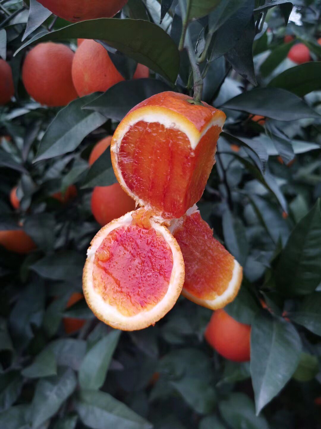 玫瑰血橙水果新鲜手剥红心塔罗四川当季整箱橙