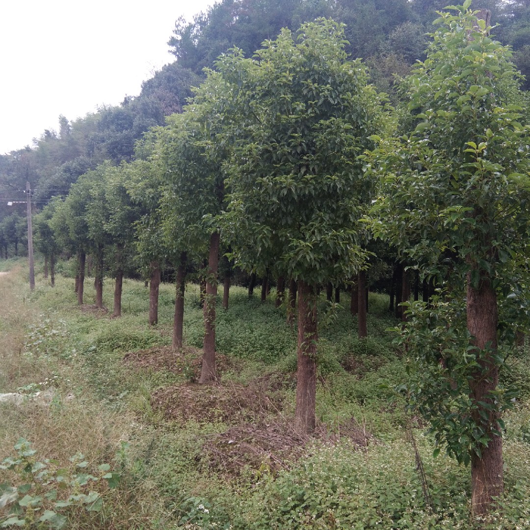 香樟树精品绿化苗木行道庭院树驱常绿全冠杀头行道树