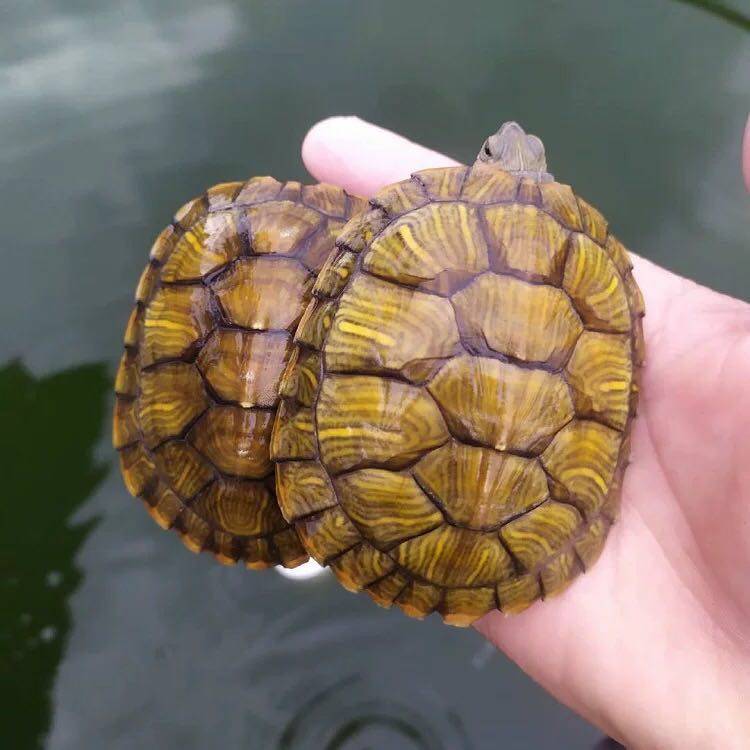 乌龟宠物黄金巴西龟黄色大小红耳宠物龟龟2只包邮￥7.8元