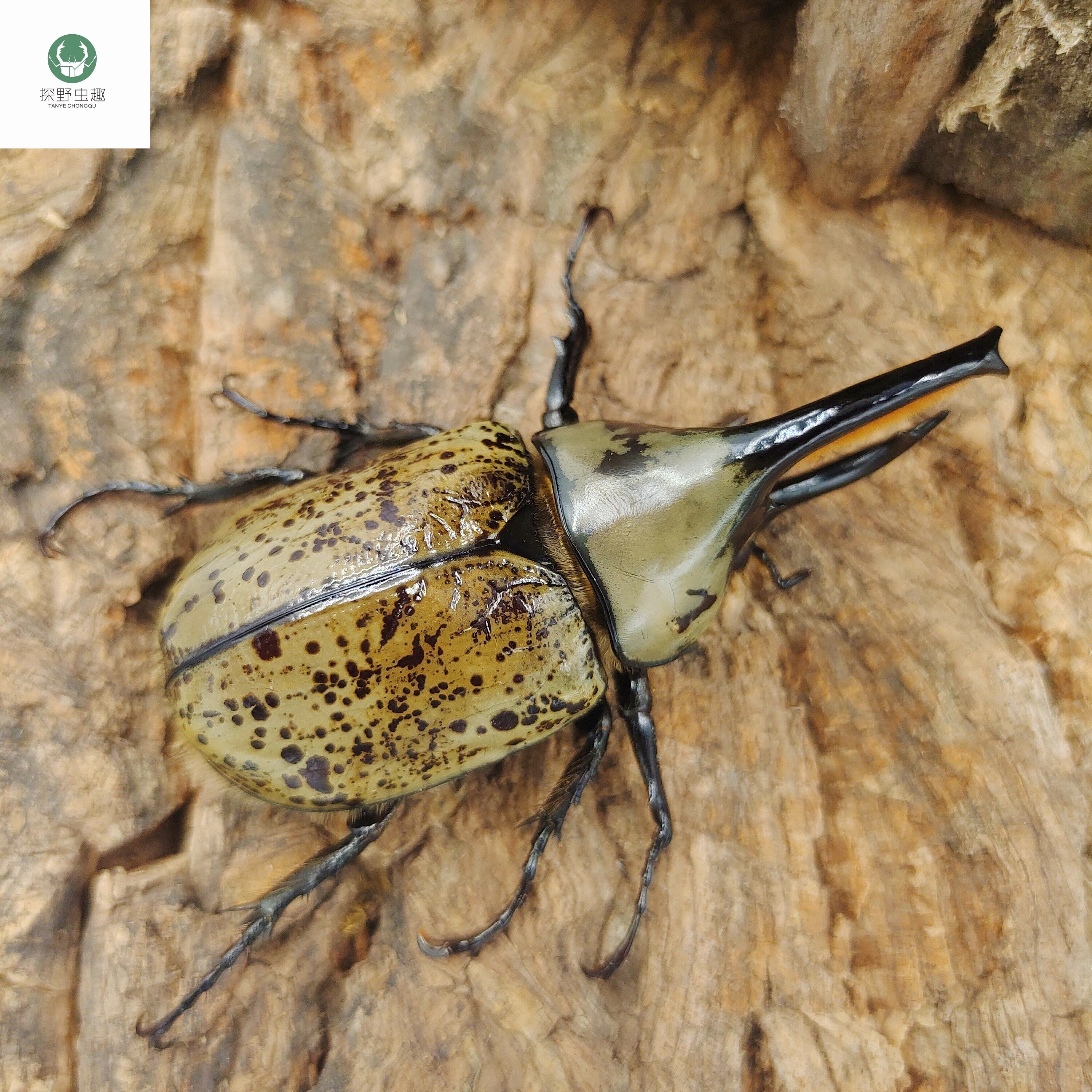 探野虫趣美西白兜甲虫锹甲兜虫独角仙特色爬宠