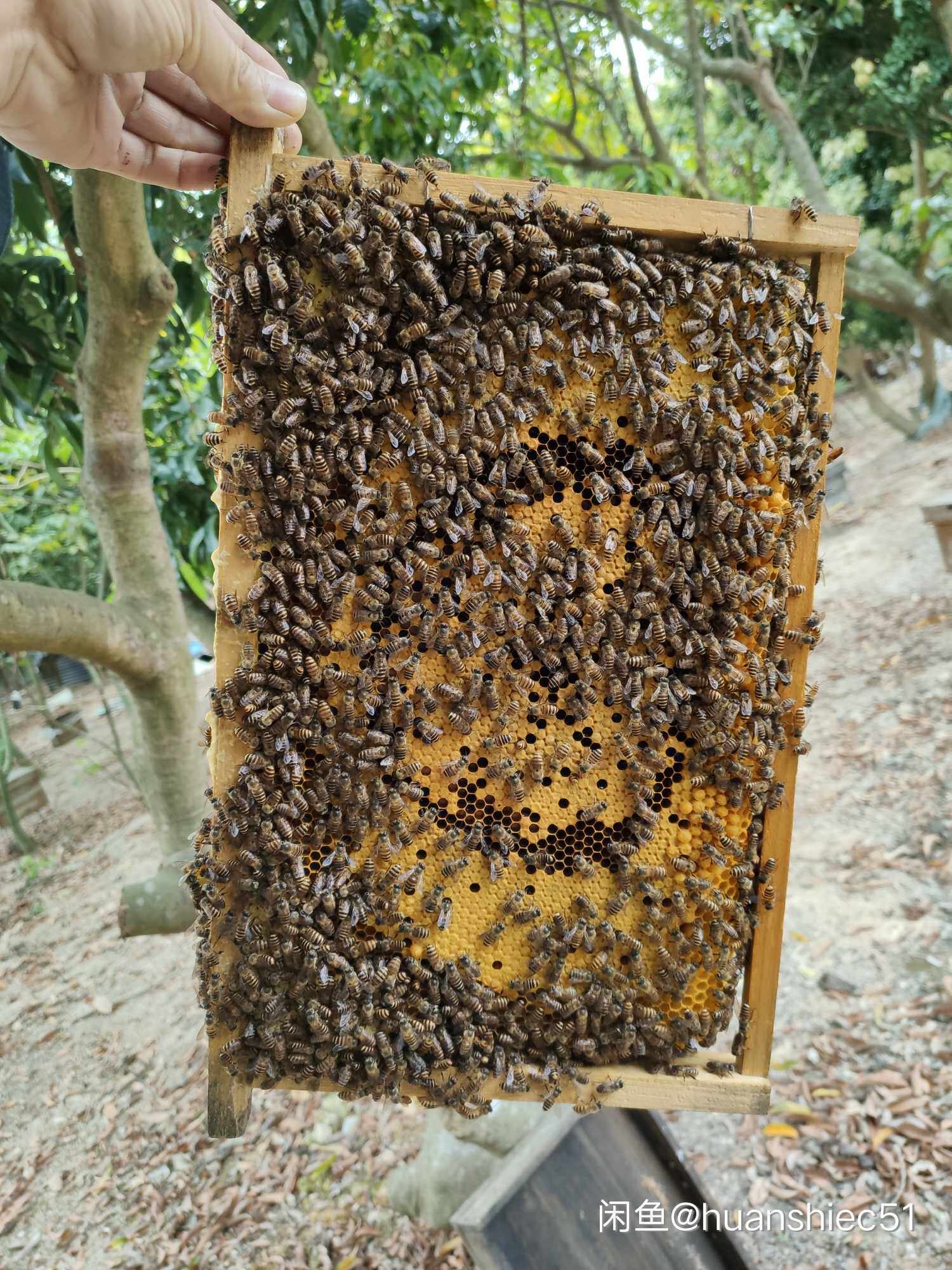 中蜂蜂群带子脾采蜜中蜂中华蜜蜂活体阿坝中蜂带蜂箱土蜂贵州中蜂