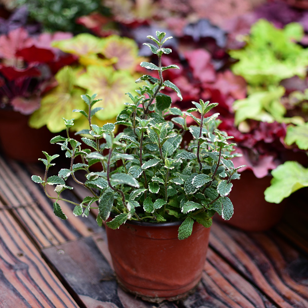 薄荷花叶盆栽稀有凤梨多年生宿根耐寒绿植阳台绿植