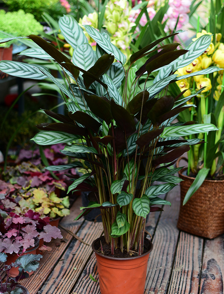 盆栽竹芋绿植网红欧风北欧常绿四季叶室内室内绿植