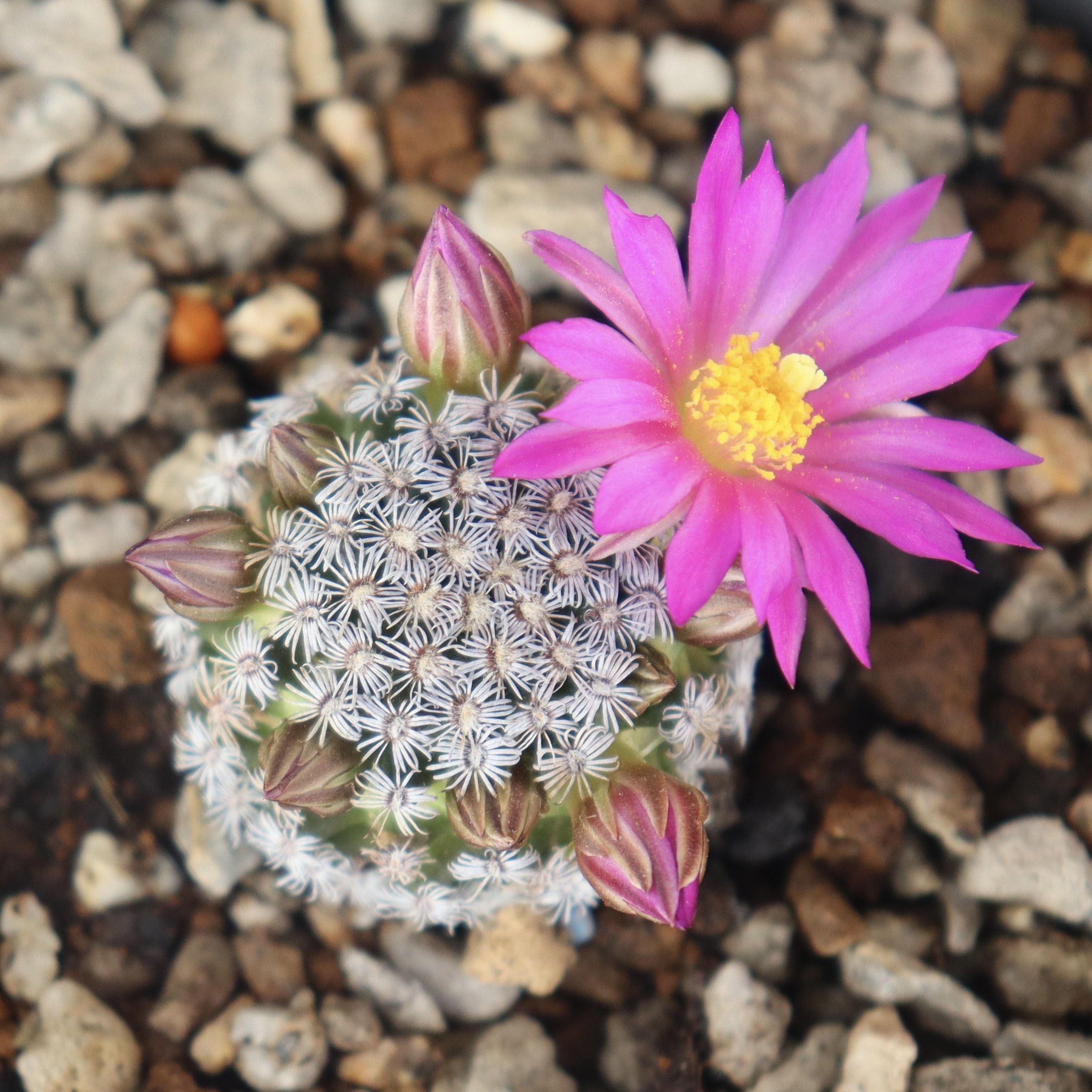 实生克氏丸稀有仙人球乳突球开花萝卜根软刺不多肉植物