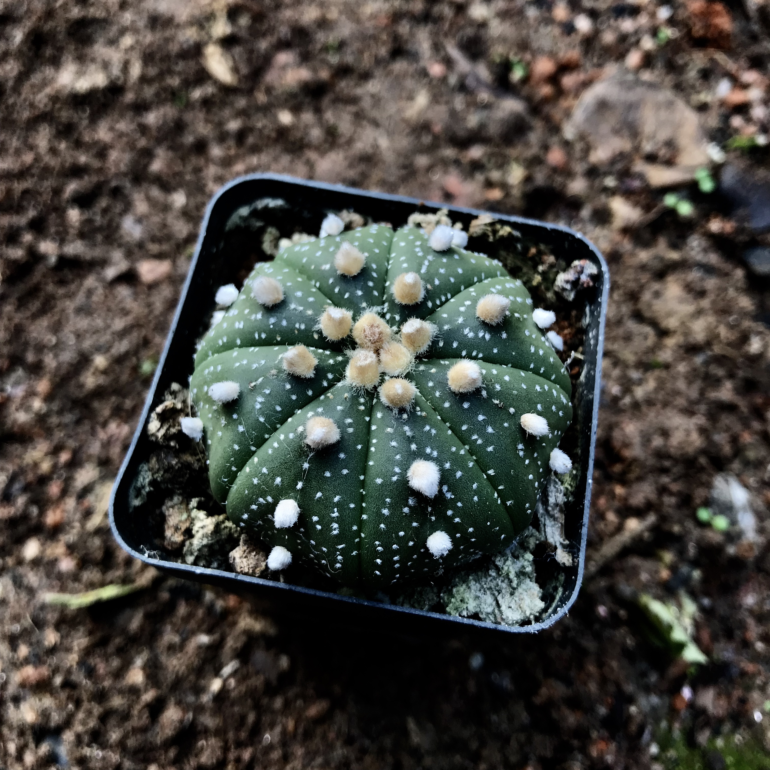 实生星兜琉璃海星兜超南瓜星球仙人球多植物多肉植物