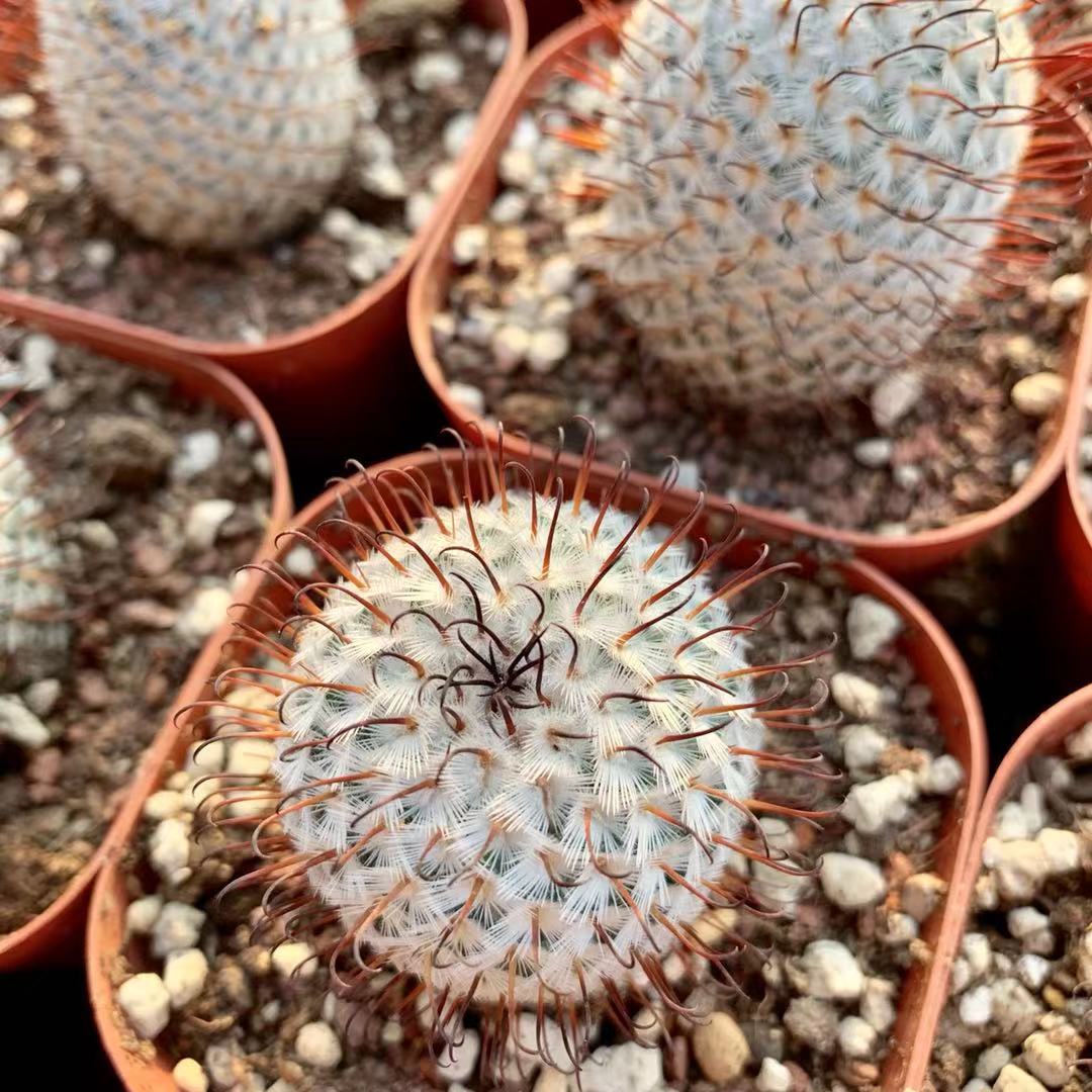 佩雷稀有曲刺直刺一物一拍乳突球属开花仙人多肉植物