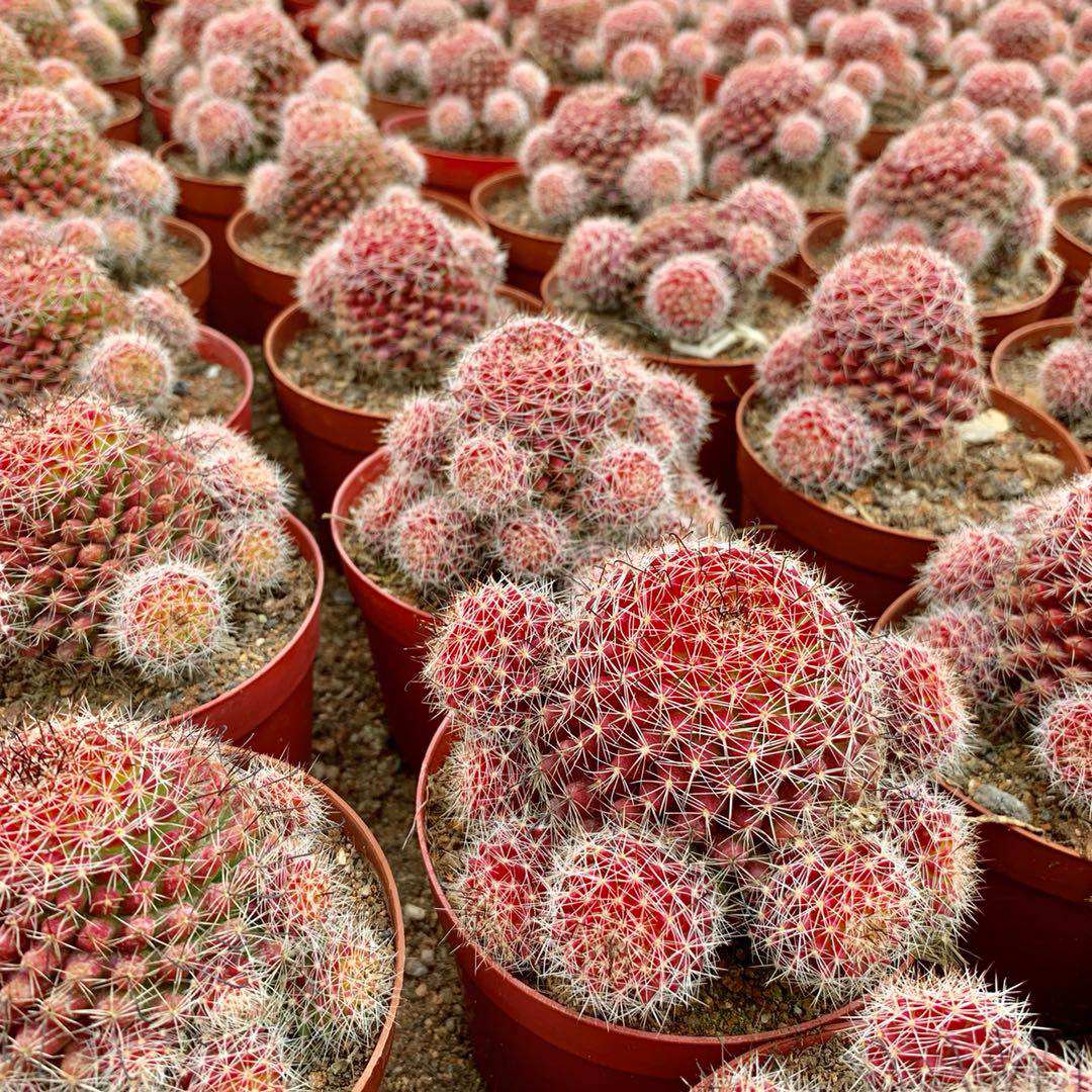 红娜仙人红色稀有品种自根仙人掌植物多肉花卉多肉植物