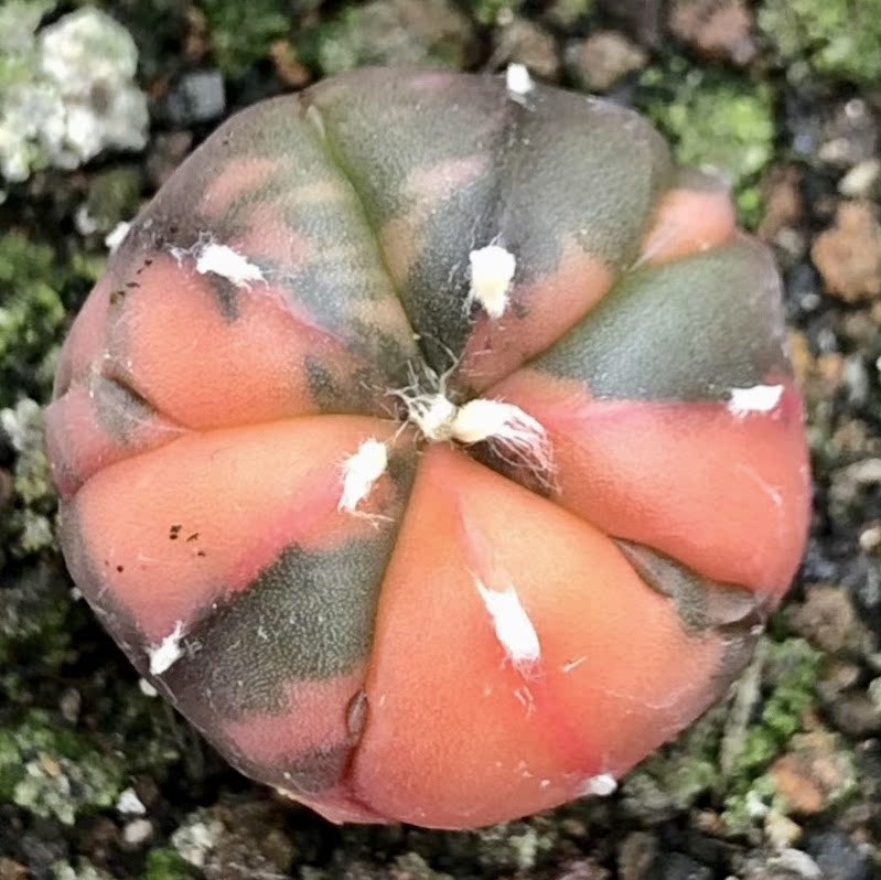 兜锦鸾凤玉锦实生彩色星兜锦星星球仙人球多多肉植物