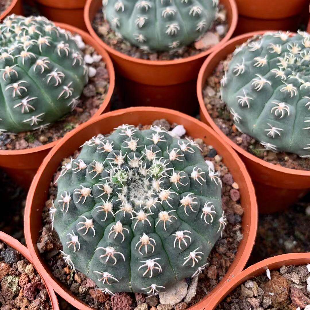 白刺瑞昌玉实生仙人稀有刺开白花扎手养活室内多肉植物