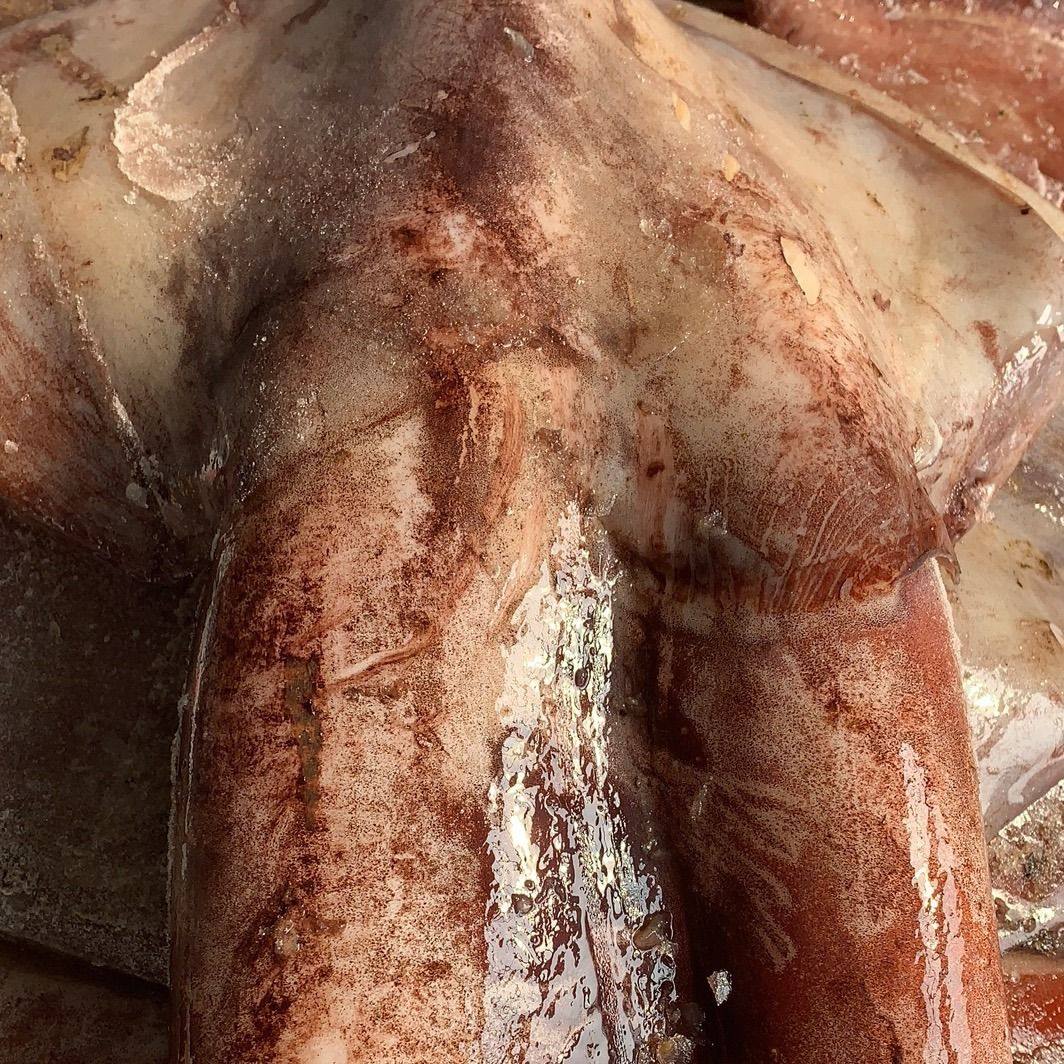 鱿鱼清理内脏大鱿鱼片海鲜鲜活新鲜冰鲜水产冷冻鱿鱼