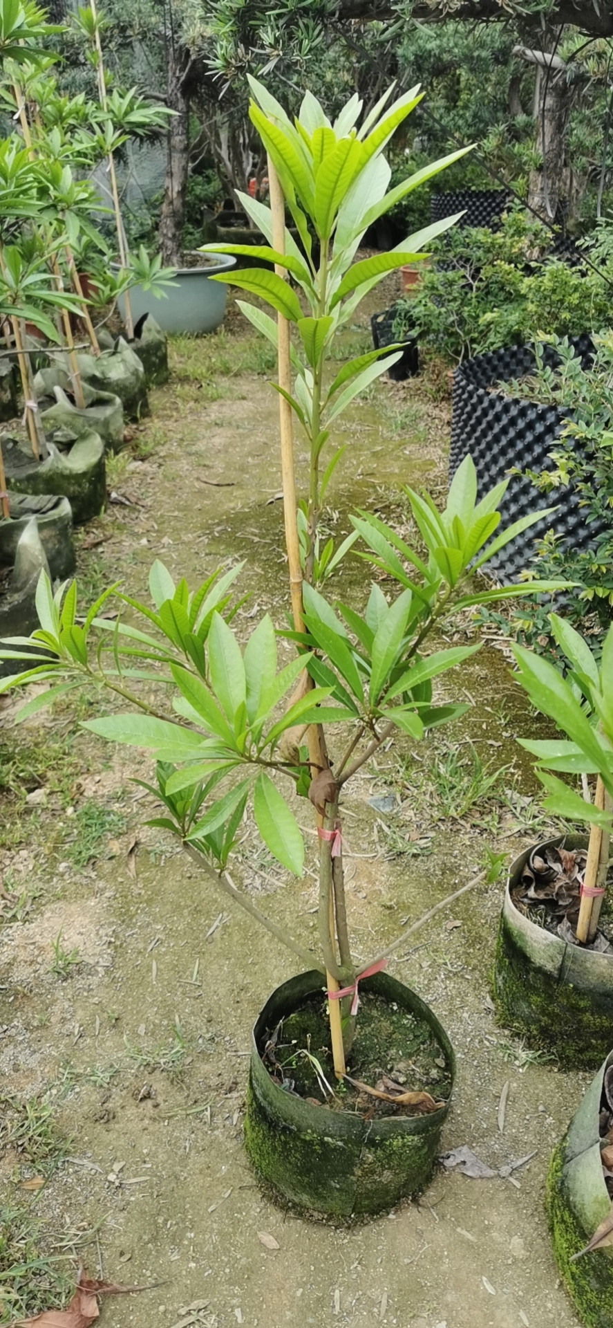 果苗鸡蛋果仙桃树苗耀堂蛋黄鸡蛋盆栽果树当年果树