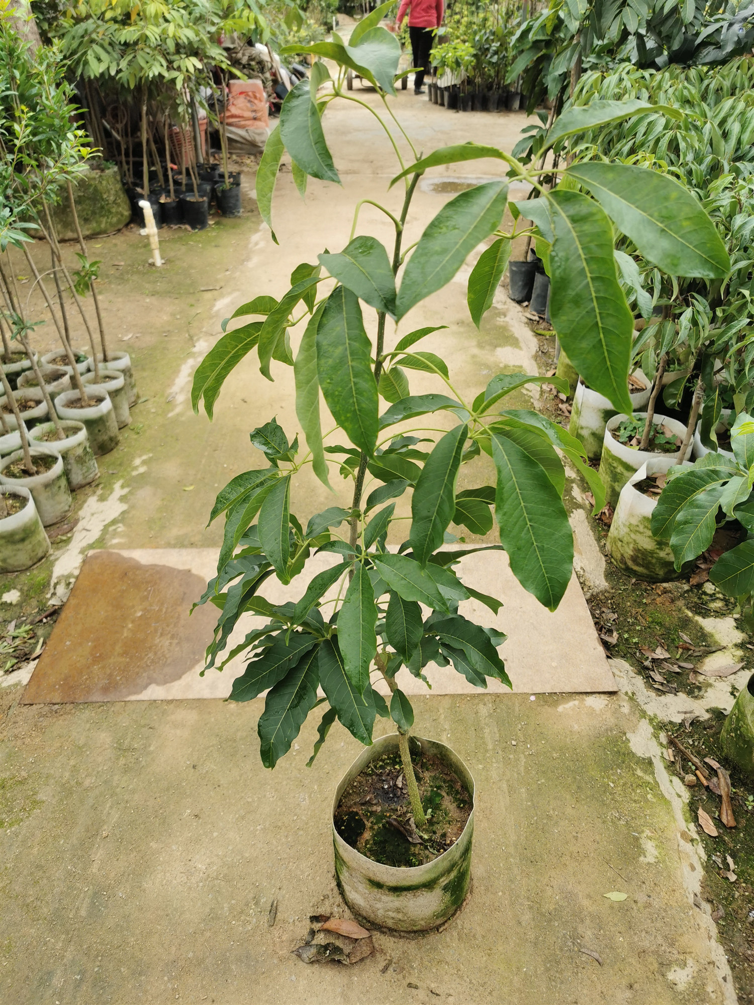 冰淇淋新品新品种种果树苗果苗白柿苗嫁接四季开花结果果树