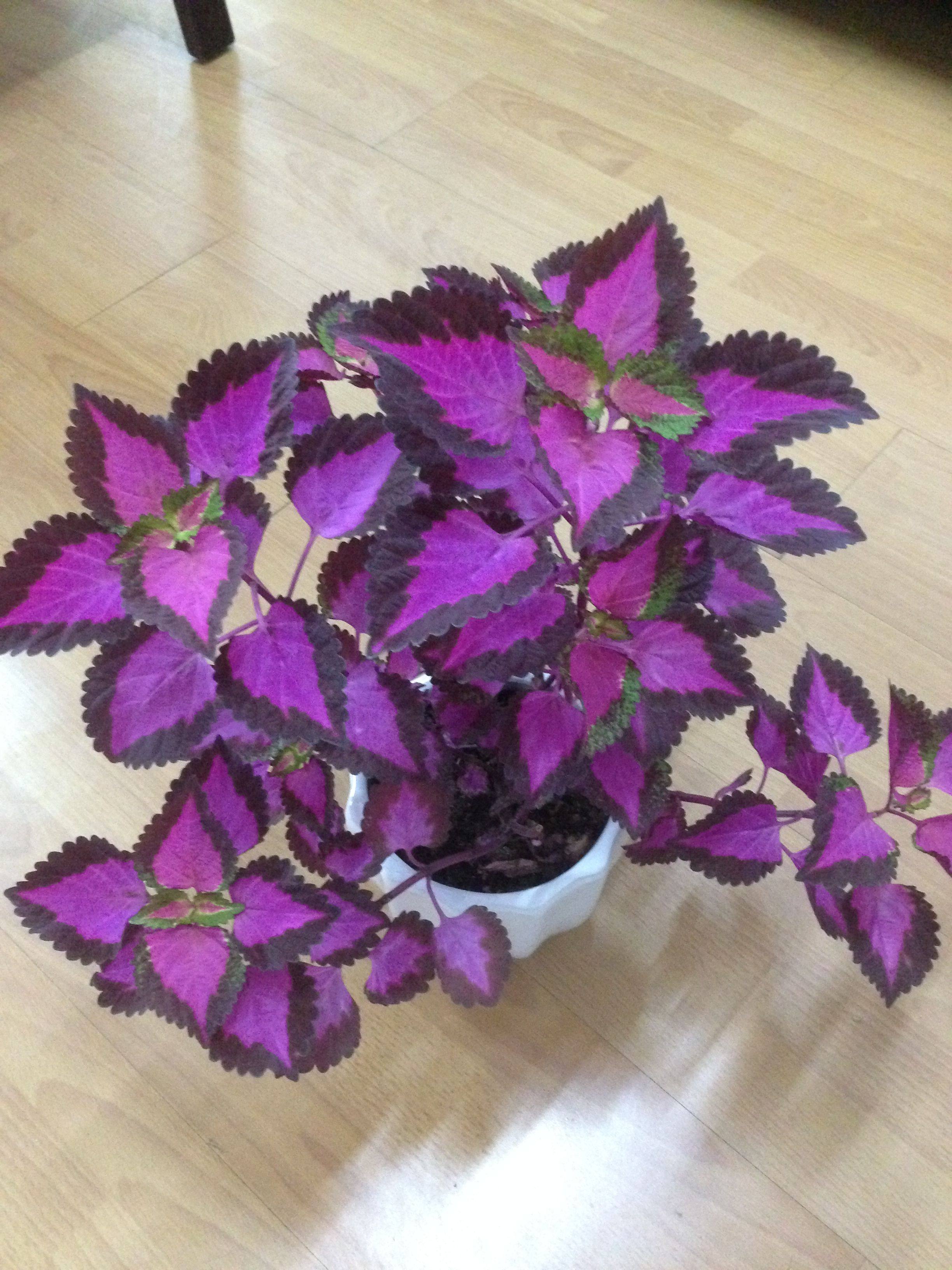 叶草叶植物植物盆栽花卉观紫红心彩清心草观彩叶时令草本花卉