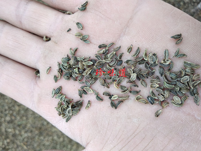 羌活种子 羌青 蚕羌 川羌 竹节羌 黑药 药材种子 500克包邮